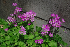 路肩の花！