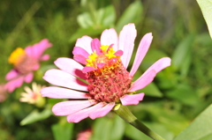 花 (4)