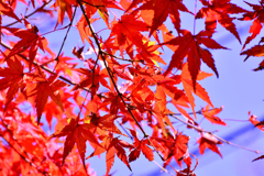 梅林公園の紅葉 (7)