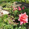花フェスタ記念公園にて (1)