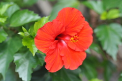 花 0028