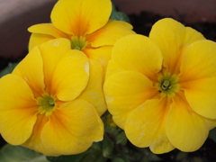 花 (9)