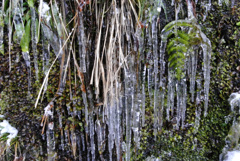 崖つらら 2 崖つらら 2