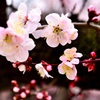 いよいよ満開！　梅林公園　3/15　5