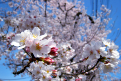昨日の桜！
