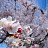 昨日の桜！