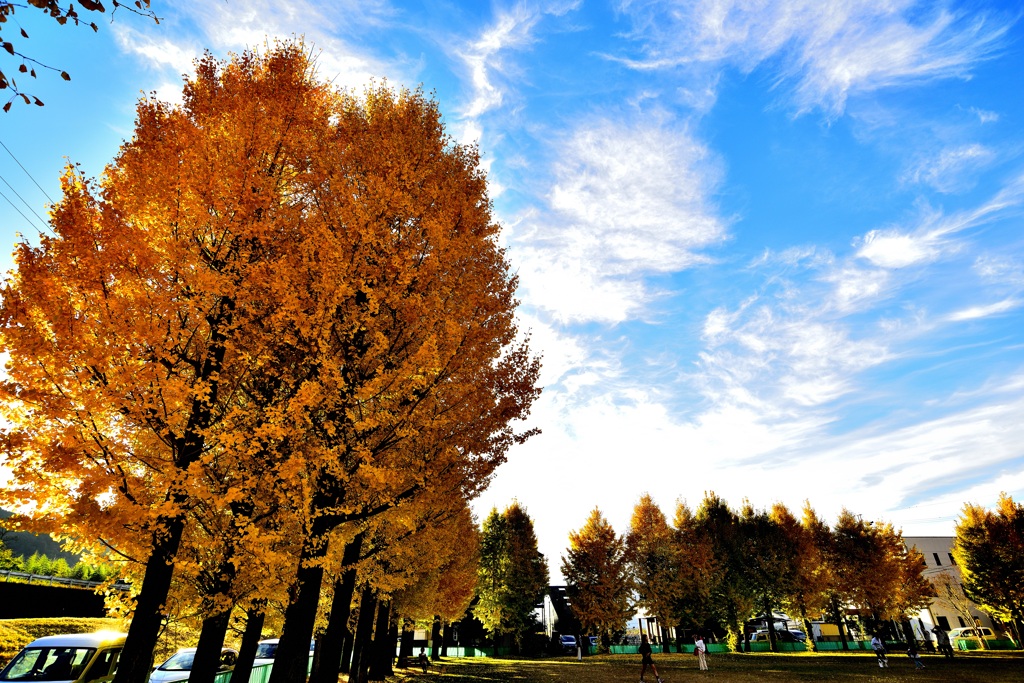 岐阜市　雄日ヶ丘公園のイチョウ！　2　11/23