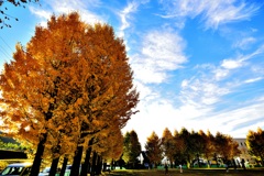 岐阜市　雄日ヶ丘公園のイチョウ！　2　11/23