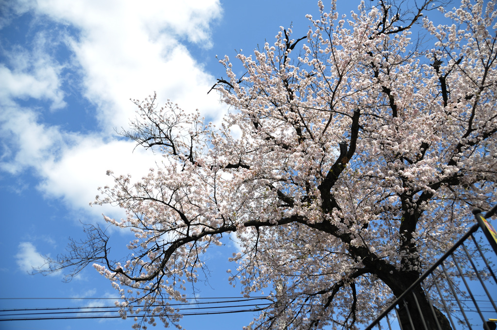 桜　新境川2020.04 (6)