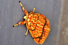 スジベニコケガ