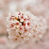 桜　新境川 (7)
