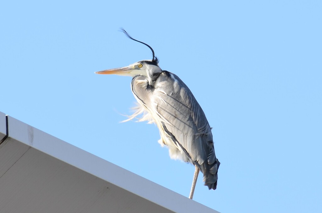 アオサギ0211 セットが乱れる！！