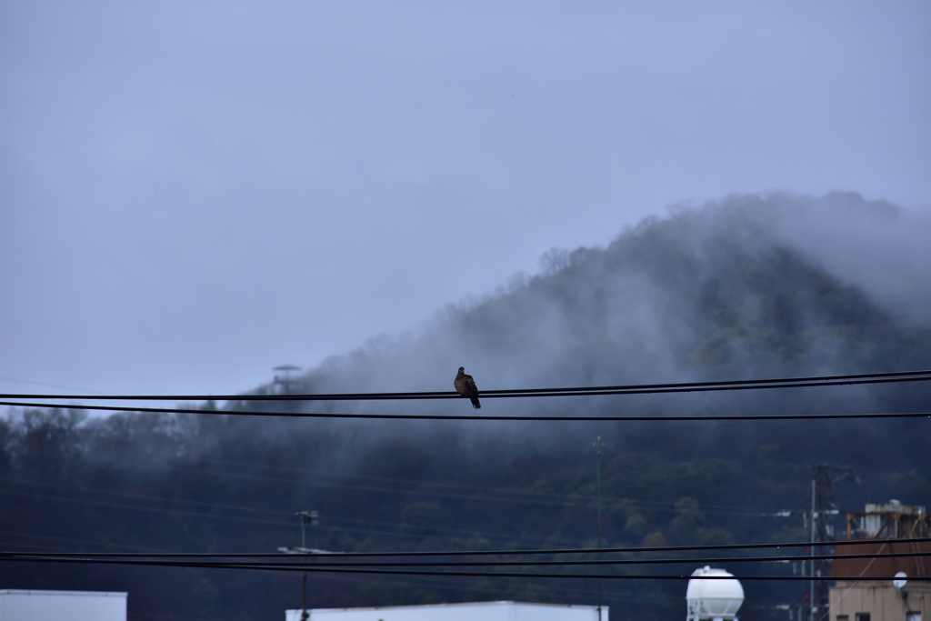 雨上がり　鳩