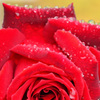 水玉の薔薇 (5)
