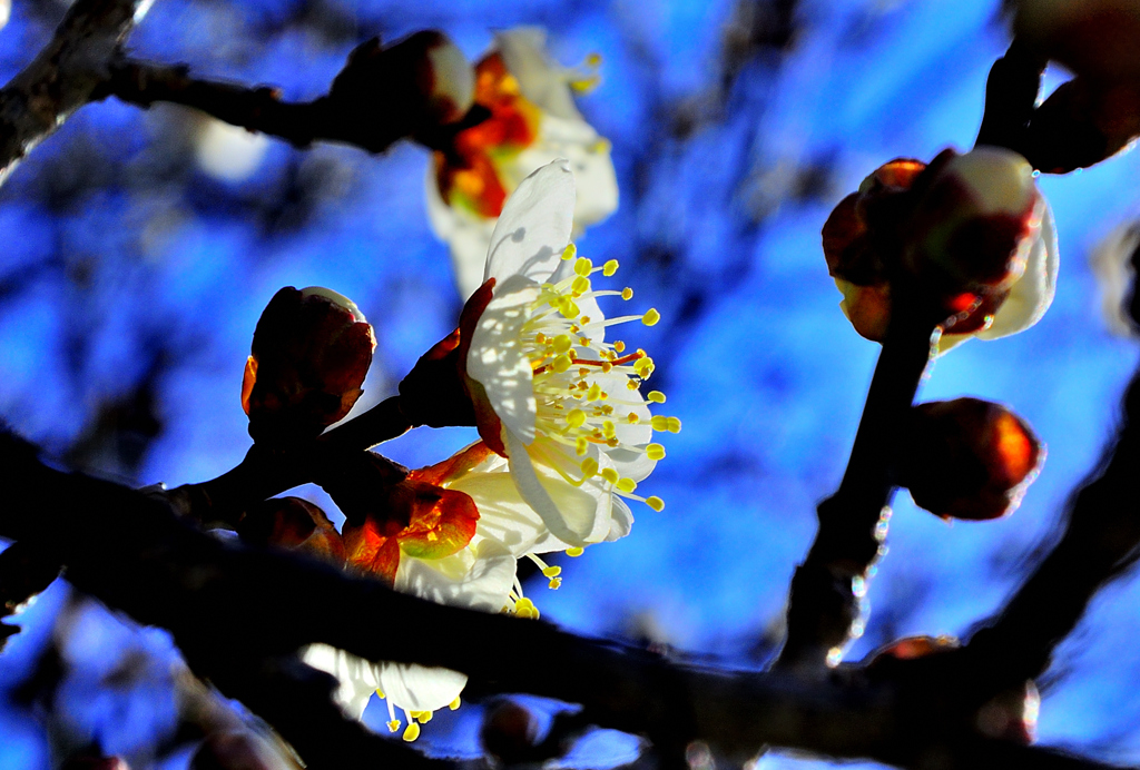 本日の梅林公園！　3　2/10