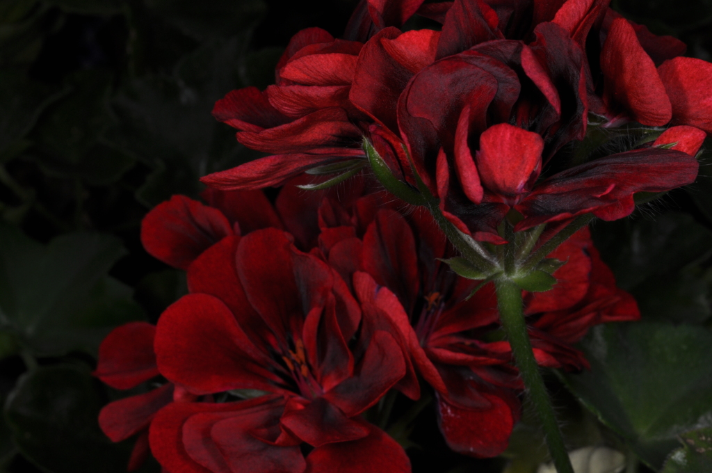 花 (2)