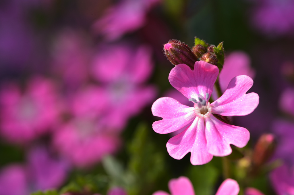 プランターの中で (2)