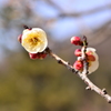 梅林公園3