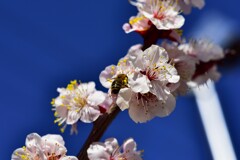 今日の梅林公園！