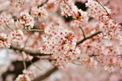 桜　新境川 (3)