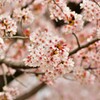 桜　新境川 (3)