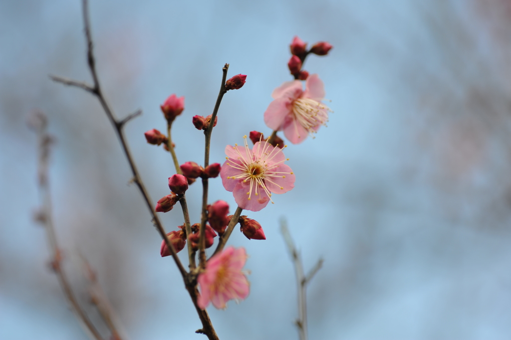 梅林公園2020.02 (7)