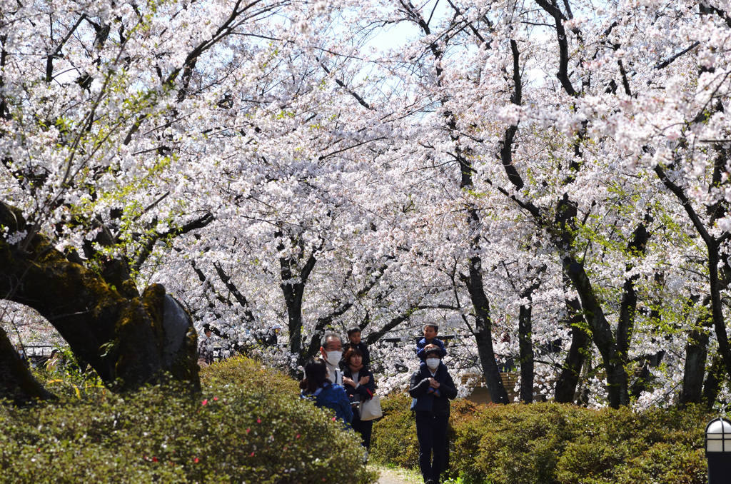 桜の回廊