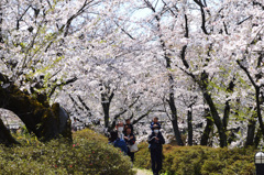 桜の回廊