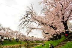 桜　新境川 (1)