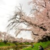 桜　新境川 (1)