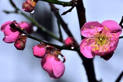 雨の梅林公園　13