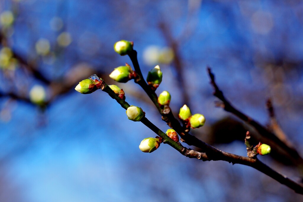 今朝の梅林公園！　1/22