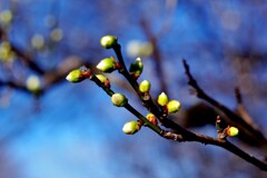 今朝の梅林公園！　1/22