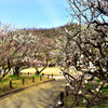 梅林公園