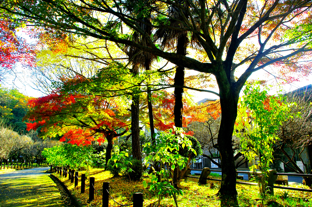 岐阜市　梅林公園の黄葉！　4　11/20