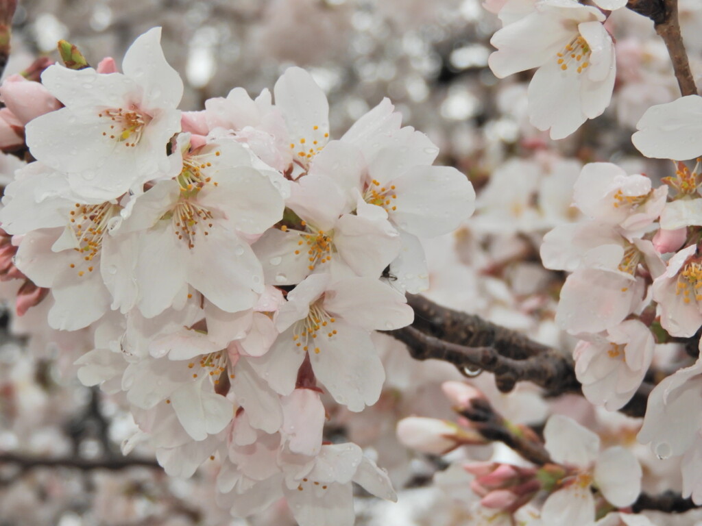 曇天　桜２