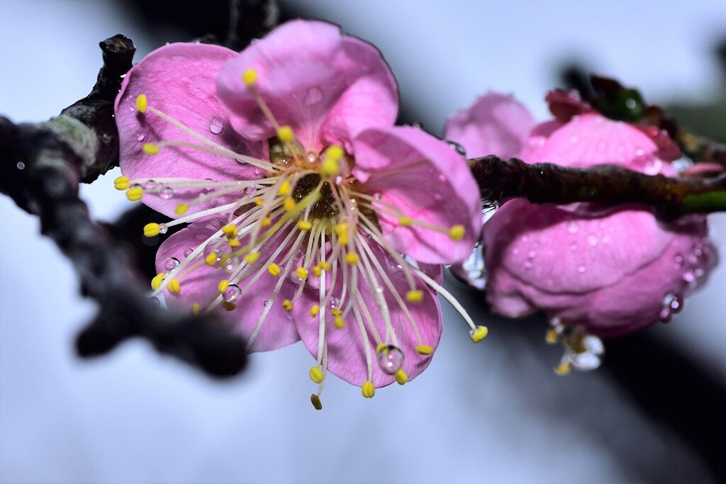 雨の梅林公園　11