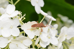 カメムシと紫陽花