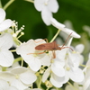 カメムシと紫陽花