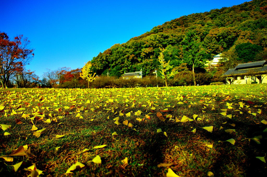 岐阜市　梅林公園の黄葉！　2　11/20