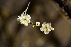 梅林公園1