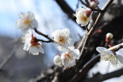 梅林公園2020.02 (4)
