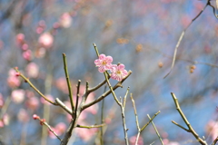 梅林公園2020.02 (3)