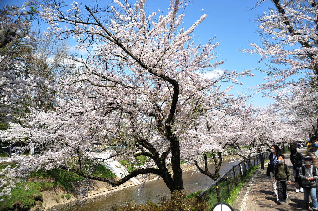 桜　新境川2020.04 (5)
