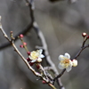 梅林公園1