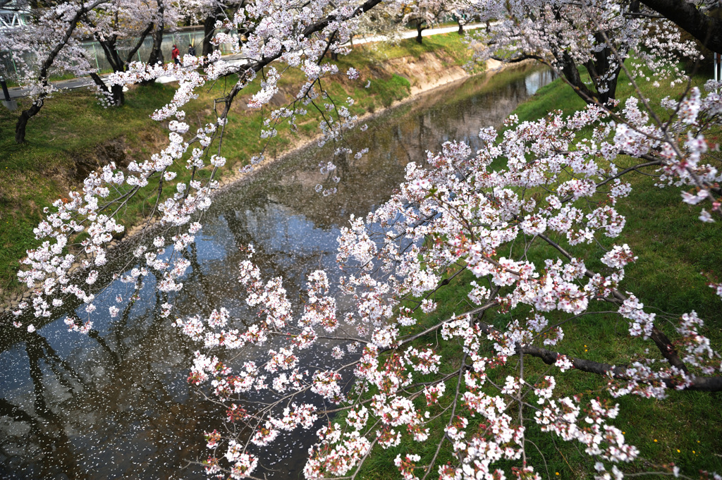 桜　新境川2020.04 (2)