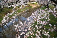 桜　新境川2020.04 (2)