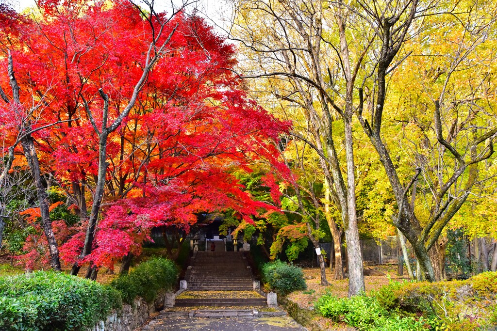 参道の紅葉と黄葉