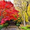 参道の紅葉と黄葉