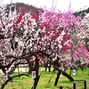 いよいよ満開！　梅林公園　3/15　6